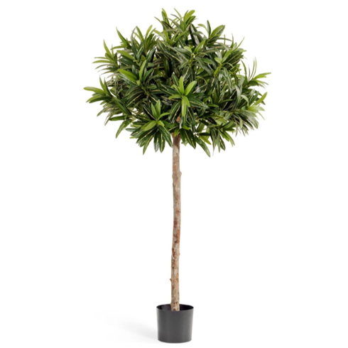 Кротон Голдфингер зонтичный 150 см