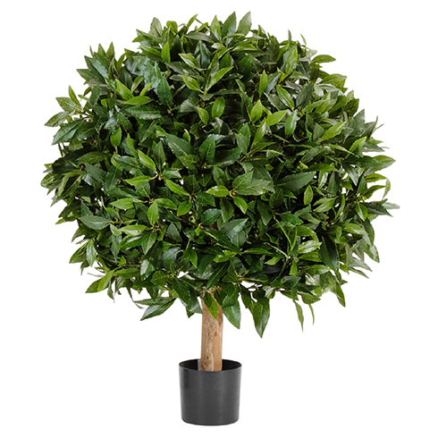 Лавр круглый на низком стволе 40 см