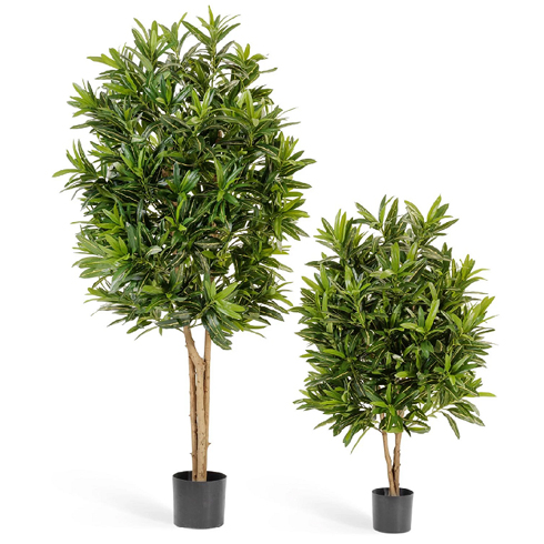 Кротон Голдфингер 105 см