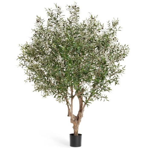 Олива Джи-Форест с плодами 210 см