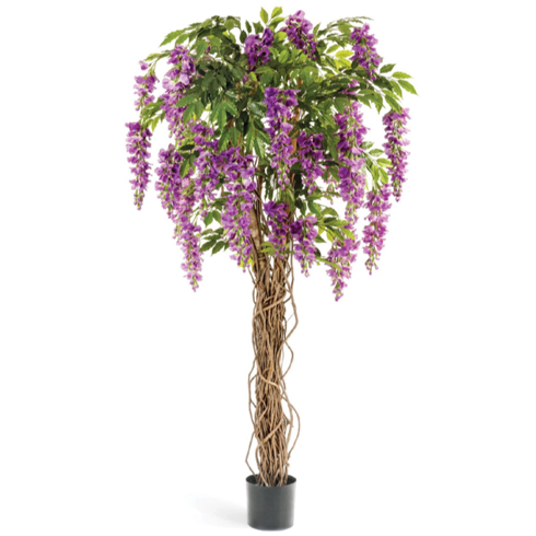 Вистерия лиана сиреневая 180 см