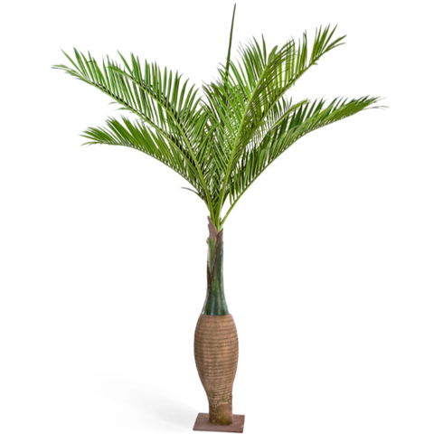 Пальма Бутылочная Гигантская 345 см