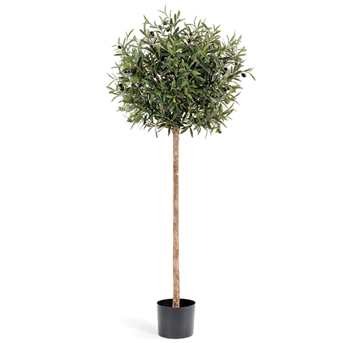 Олива Шар на штабме с плодами 140 см