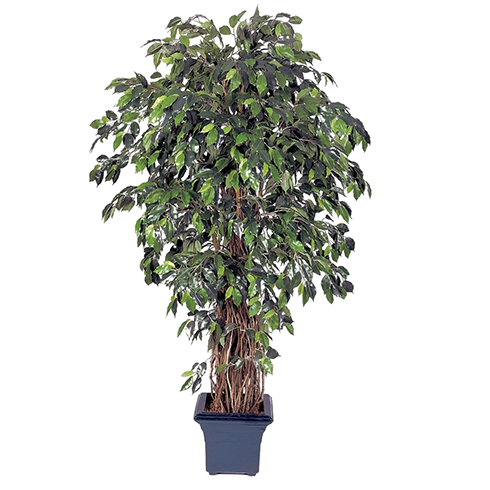Фикус лиана де люкс 330 см
