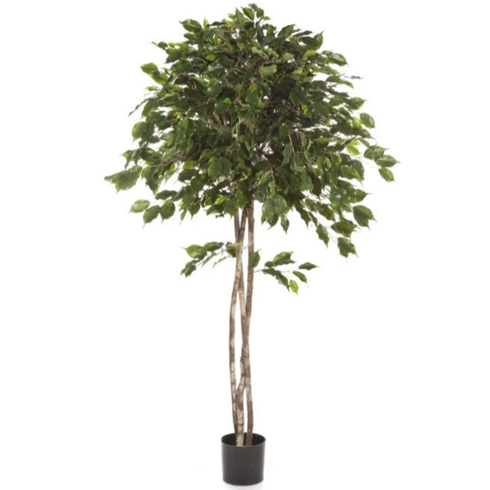 Фикус Бенджамина зонтичный 150 см