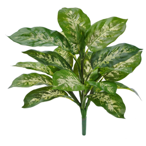 Диффенбахия бело-зеленая куст 40 см