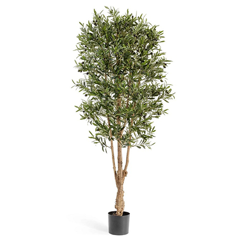 Олива Форест с плодами 170 см