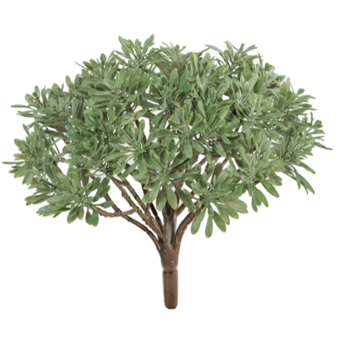 Дасти Миллер куст серо-зеленый припыленный 15 см