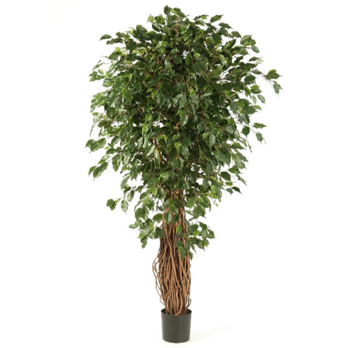 Фикус Бенджамина Лиана Де Люкс 300 см