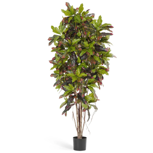 Кротон 120 см