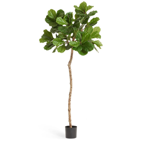 Фикус Лирата M-Style на штамбе 180 см
