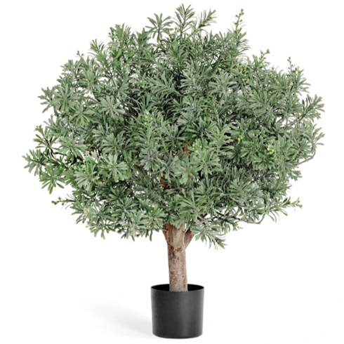 Кроссостефиум Миллер шар 60 см