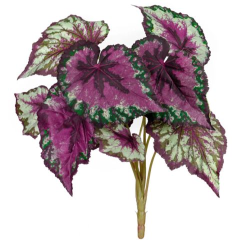 Бегония крупнолистная зелено-бордовая 37 см