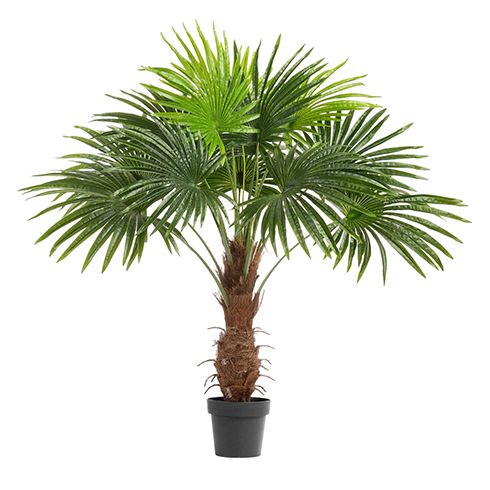 Пальма Вашингтония 120 см