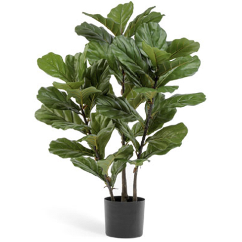 Фикус Лирата куст на стволах 95 см