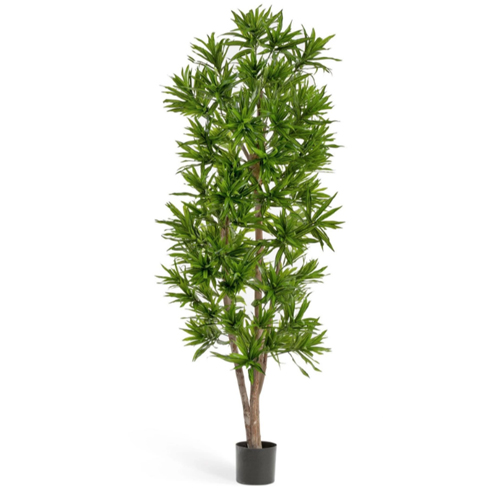 Драцена Рефлекса 120 см