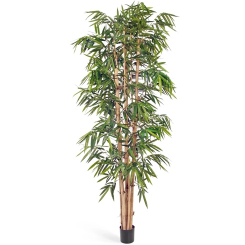 Бамбук Новый Гигантский Биг Лиф 300 см