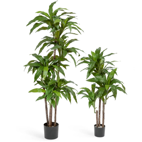 Драцена Джанет Крейг зеленая 150 см