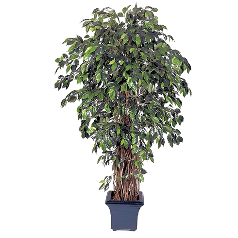 Фикус лиана де люкс 150 см