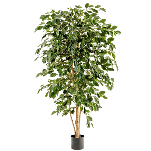 Фикус Бенджамина Нитида 150 см