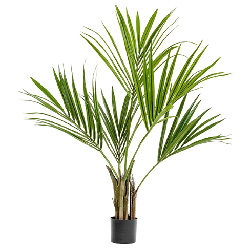 Пальма Кентия (Ховея) 120 см