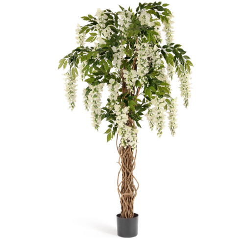 Вистерия лиана белая 180 см