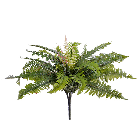 Папоротник Бостон 55 см