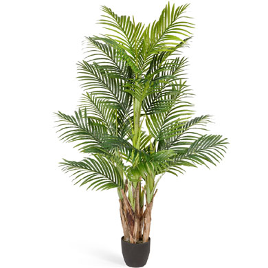 Пальма Арека Бетель 5 стволов 170 см