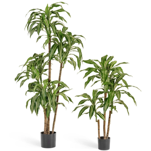 Драцена Джанет Крейг бело-зеленая 125 см