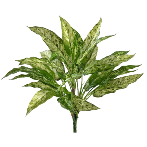 Куст Аглаонемы зелено-желтой 40 см