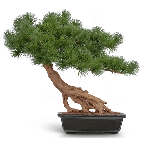 Бонсай стелющийся Сосна Японская белая Негиши в керамическом кашпо 55 см