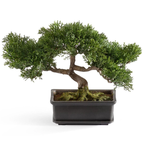 Бонсай Сосна-мини в кашпо 22 см