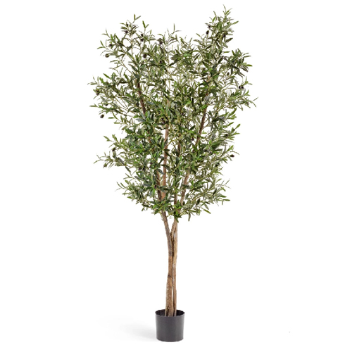 Олива Нэйчерел с плодами 180 см