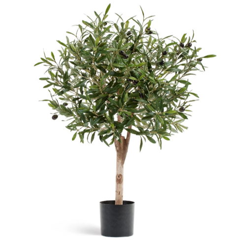 Олива Джи Шар с плодами 75 см