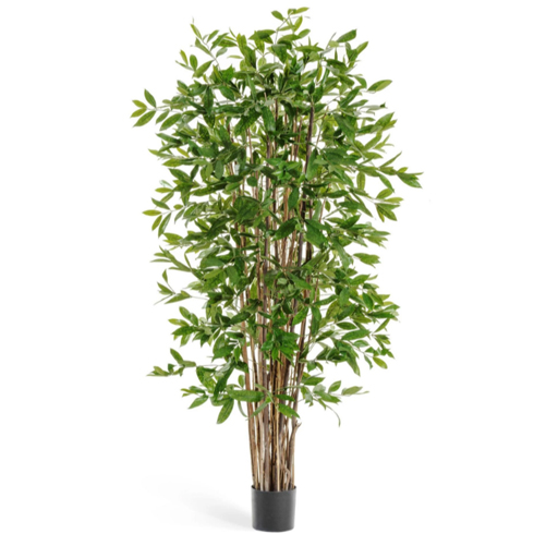 Драцена Саркула Спотти 120 см