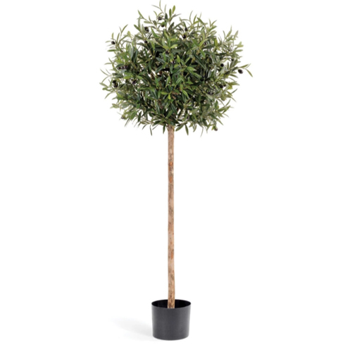 Олива Шар на штамбе с плодами 140 см