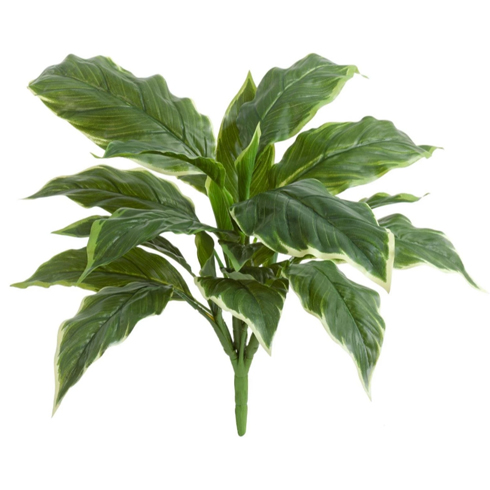 Хоста Соу Свит зелёная с белой каймой (Sensitive Botanic) 50 см