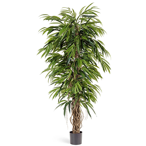 Лонгифолия лиана де люкс 150 см