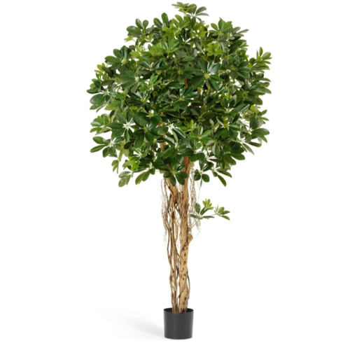 Шеффлера зонтичная зелёная 110 см