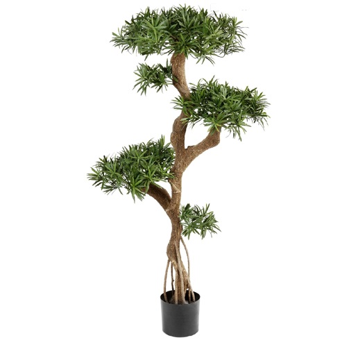 Подокарпус на забавном стволе Новый 135 см