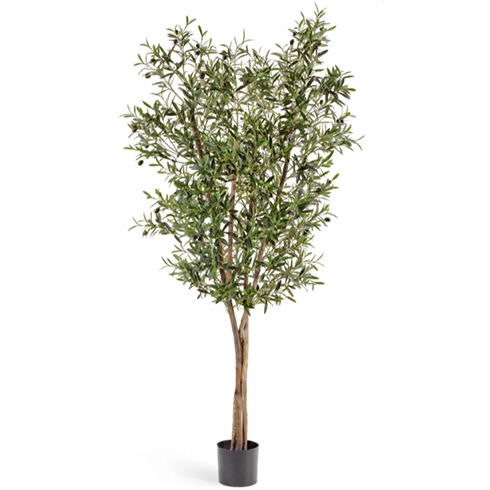 Олива Нэйчерел с плодами 120 см