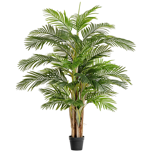 Пальма Арека Катеху де Люкс 190 см