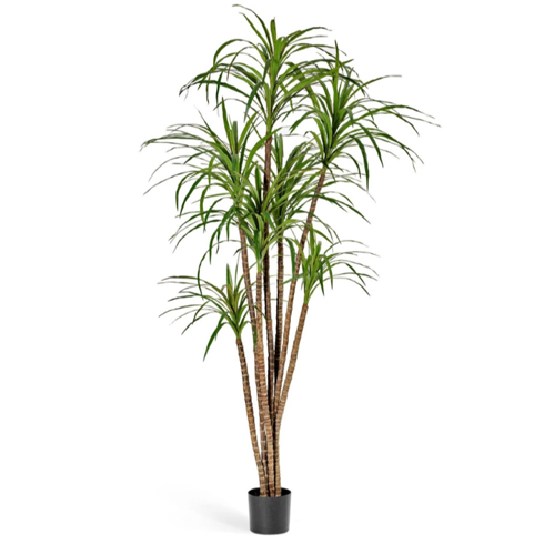 Драцена Маргината 120 см