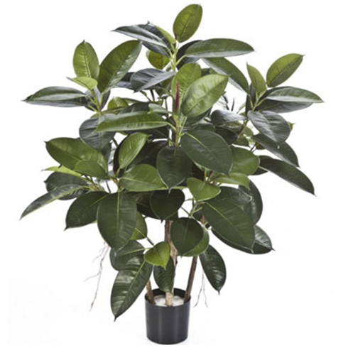 Фикус Эластика куст зеленый 90 см